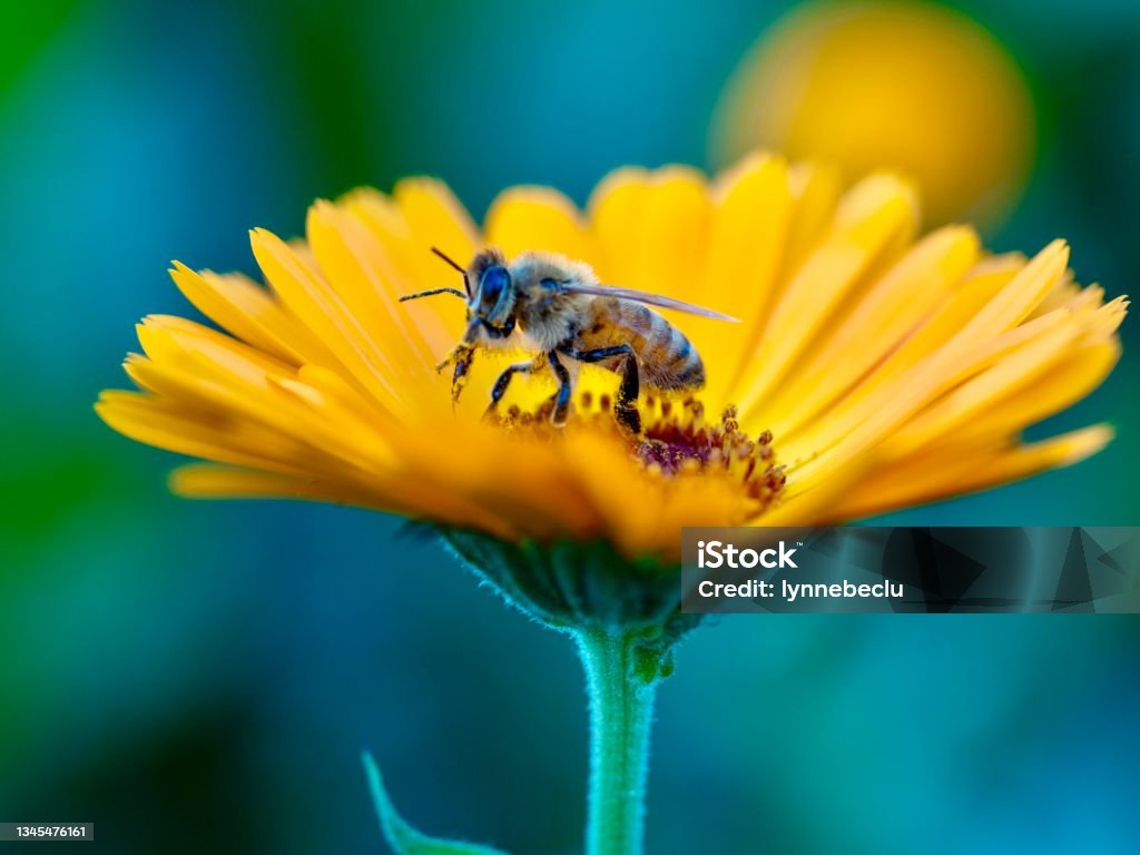 Honeybee on Calendula Flower Horizontal closeup photo of a bee collecting pollen and nectar from an orange Calendula flower in Spring. Soft focus background. Honey Bee Stock Photo