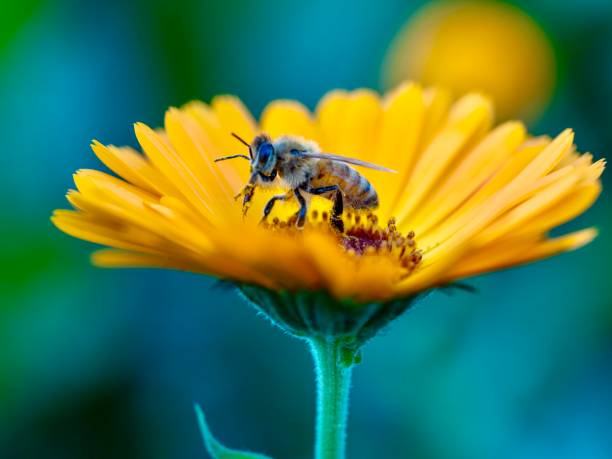 Honeybee on Calendula Flower Horizontal closeup photo of a bee collecting pollen and nectar from an orange Calendula flower in Spring. Soft focus background. honey bee stock pictures, royalty-free photos & images