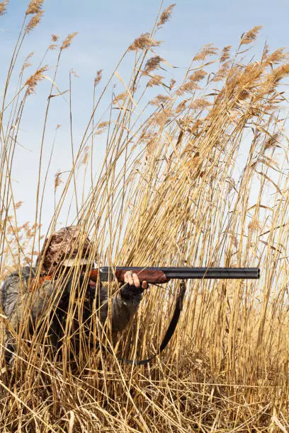In late autumn, the grass turned yellow on the shore of the lake. The duck hunter takes aim with a shotgun. He hid in the tall reeds.