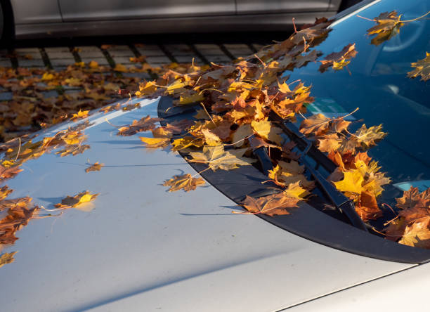 istock Car with leaves on the windshield in autumn 1345477327