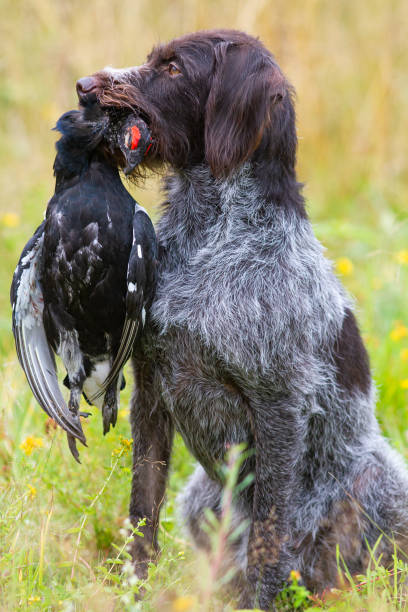 istock gun dog and black grouse 1345477382