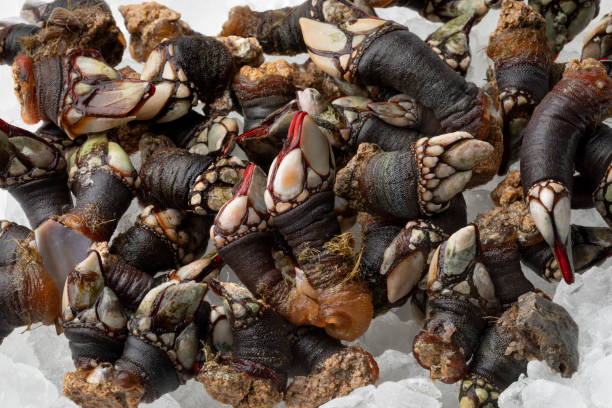 istock Fresh raw goose barnacles cooled on ice close up 1345477472
