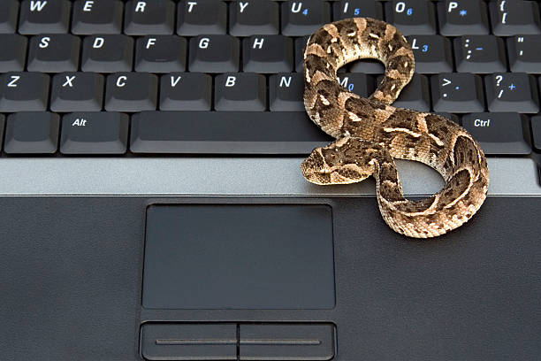 Laptop Computer Protection A Puff Adder, The Ultimate in Laptop Computer Protection puff adder bitis arietans stock pictures, royalty-free photos & images