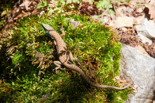 istock Small lizard crawling on the green moss in the jungle 1345479260