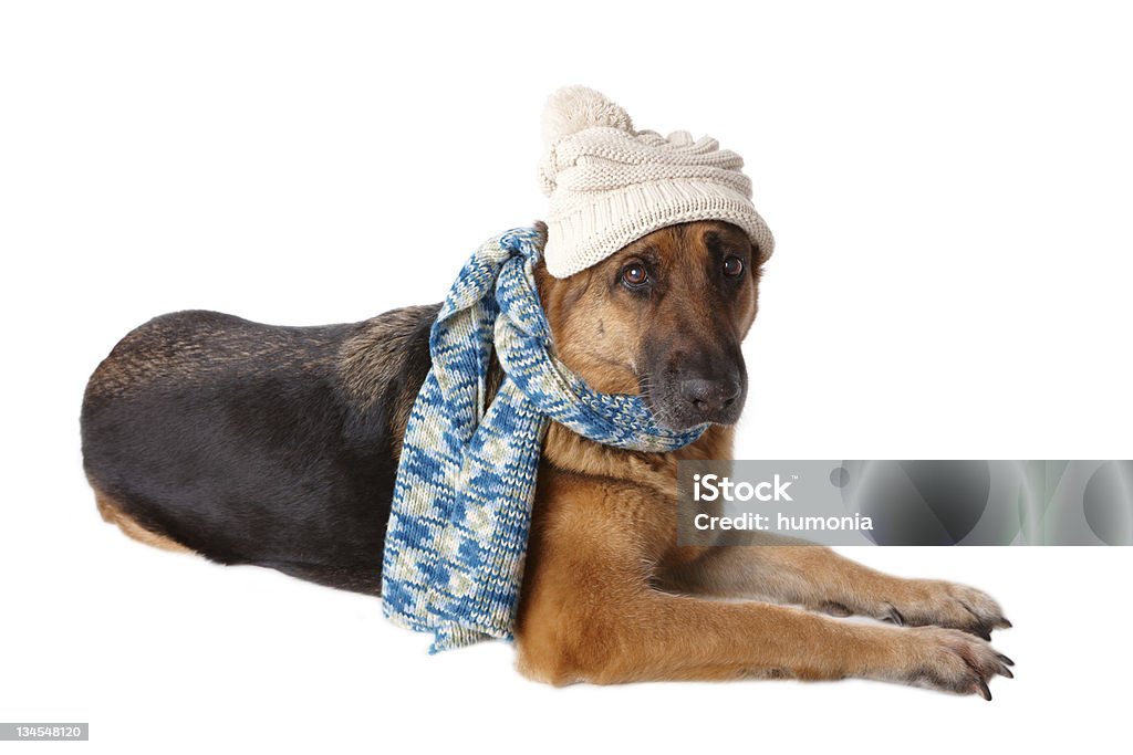 Alemán shephard perro usando sombrero y bufanda - Foto de stock de Adulto libre de derechos