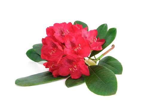 pink Rhododendron 