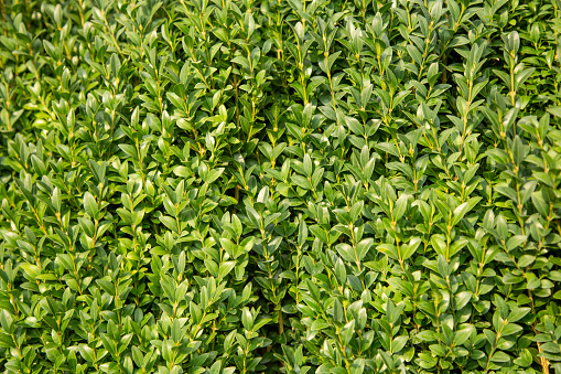 Green background from boxwood