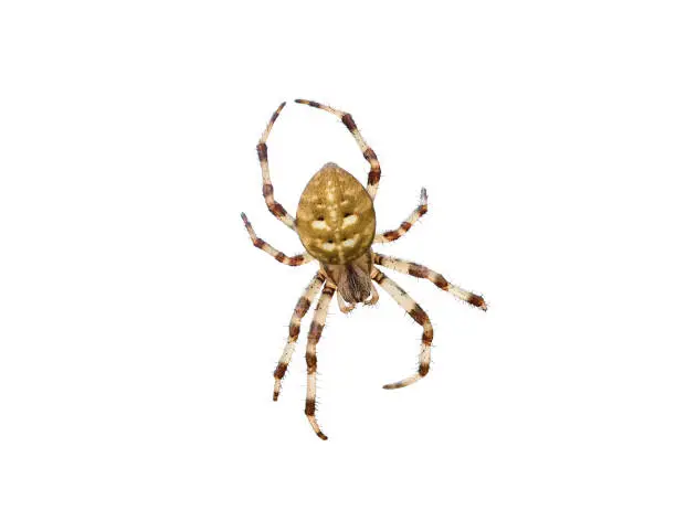 Photo of Four spot orb weaver spider isolated on white background. Close up Araneus quadratus garden arachnid cutout