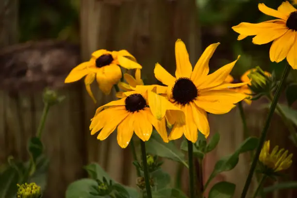 Beautiful blooming black eyed susan flower blossoms in a garden in the summer.