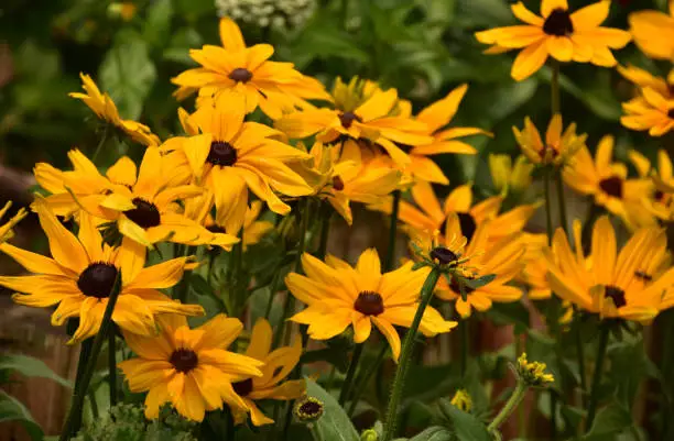 Gorgeous cluster of black eyed susan flowers blooming and flowering.