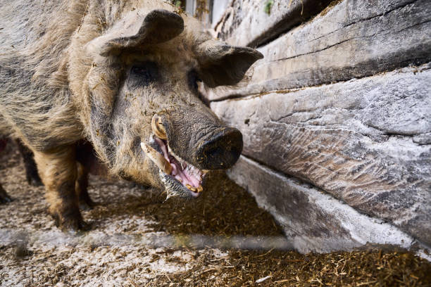 istock Free Range Male Mangalitsa Breeding Male Outdoors on Organic Farm in Springtime 1345483821