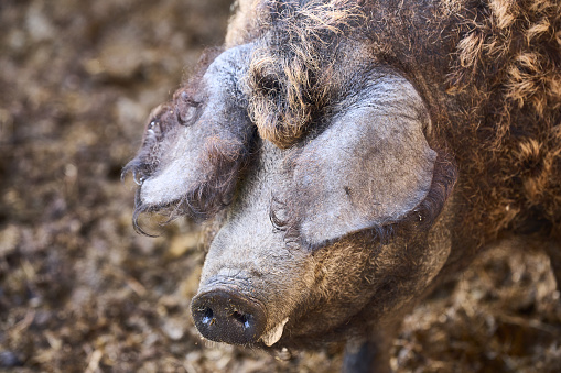 Free Range Mangalitsa Traditional European Pigs (Serbia, Hungaria) Outdoors on Organic Farm in Springtime Enjoying in the Mud