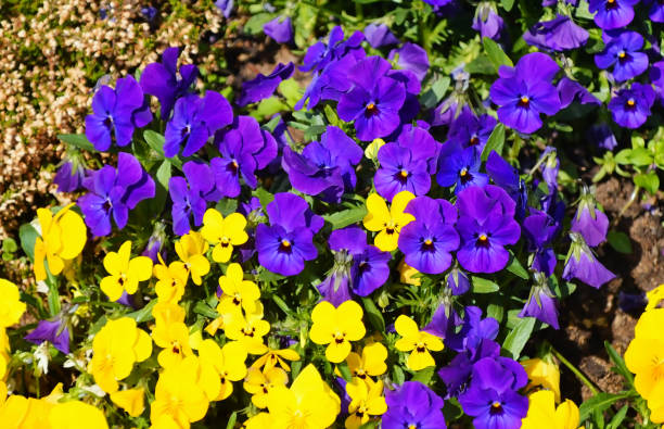 istock Colourful flowers in garden. 1345484298
