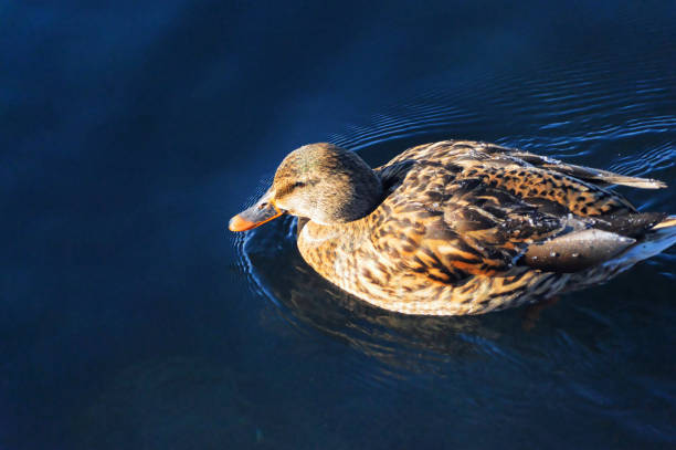 istock Wild duck in cold lake water. 1345484313