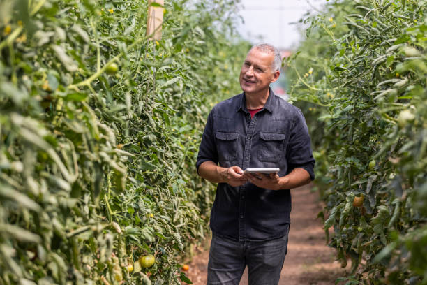 istock Mature Farmer with tablet computer checking quality and freshness of tomato vegetables 1345485037