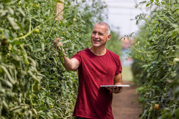 istock Mature men working in a greenhouse with the help of technology 1345485075