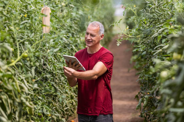 istock Farmer Controlling Tomato Seedlings with Digital Tablet 1345485093