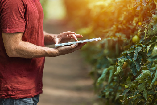 Farmer Controlling Tomato Seedlings with Digital Tablet in the Greenhouse