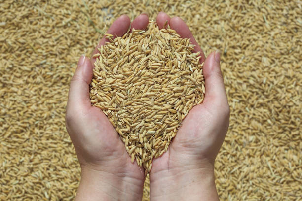 istock A woman's hands Holding Organic rice 1345485628