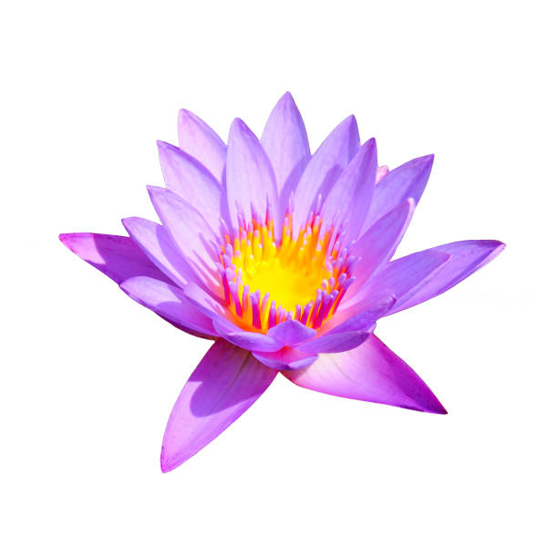istock Lotus flower isolated on white background . 1345485782