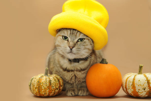 istock Cute cat with pumpkins on beige background. Thanksgiving background. 1345486315