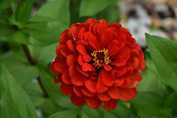 Up close look at a blooming red dahlia flower blossom in the summer.