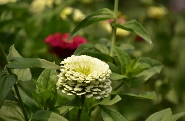 Garden with a beautiful flowering white dahlia blossom in the summer time.