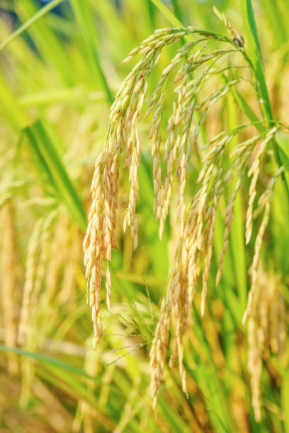 ripe paddy on rice field stock photo