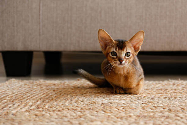 istock Cute little kitten alone at home. 1345489243