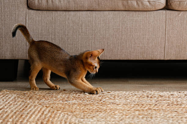 Cute little kitten alone at home.