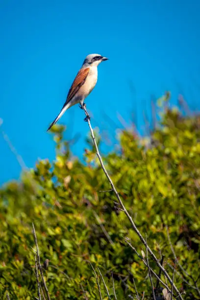 The Red-backed Shrike perching on a twig in the meadow