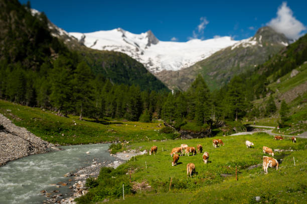 istock Pasture with cattle and yellow flowers on a sunny day 1345489377