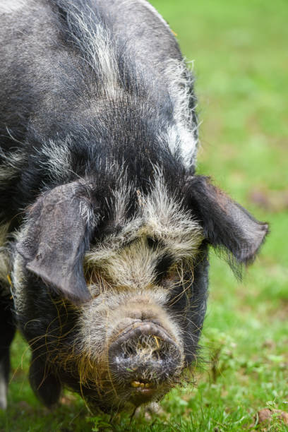istock Pig on a farm outside eating and looking to camera 1345489562