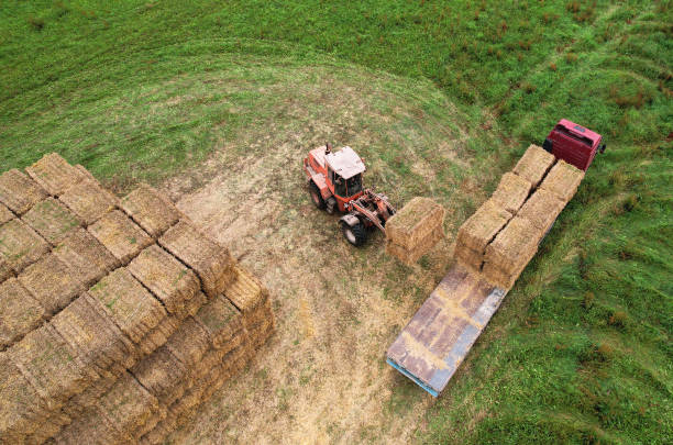 istock Farmer unloading round bales of straw from Hay Trailer with a front end loader. Store hay at farm. 1345489666