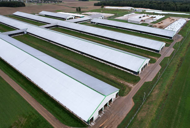 farm building with cows and pigs in the village, aerial view. cowshed near agriculture field. production of milk and animal husbandry. - domestic pig imagens e fotografias de stock