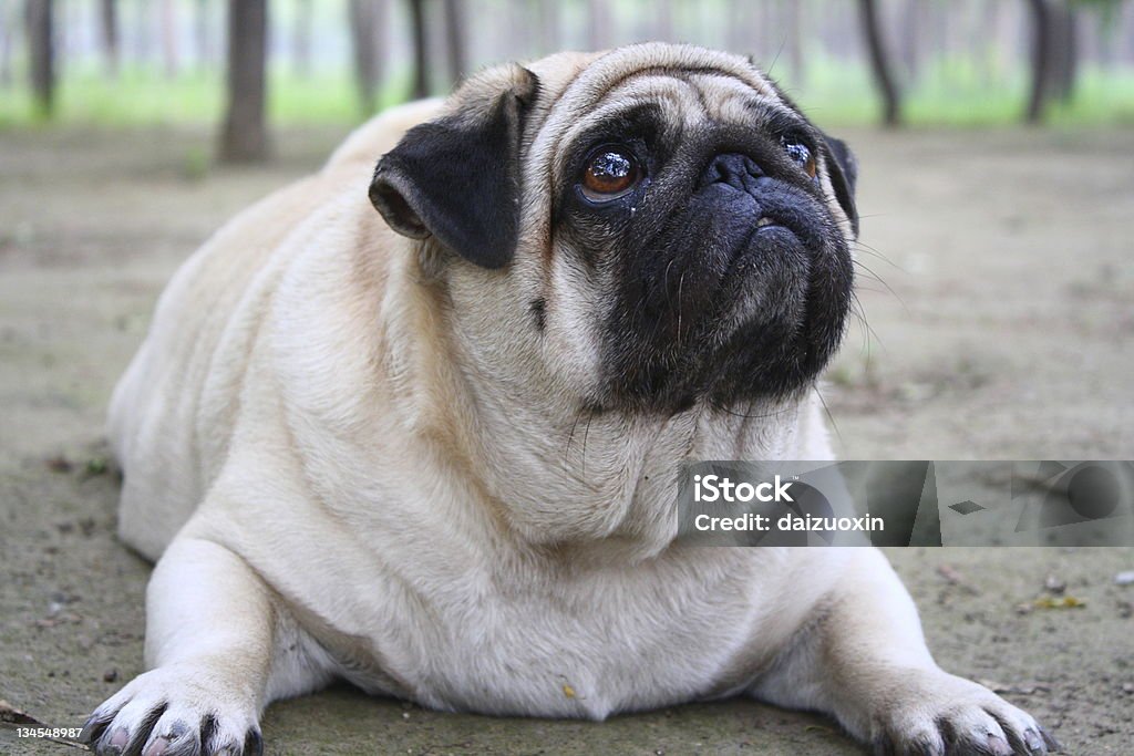 Cão - Royalty-free Cão Foto de stock