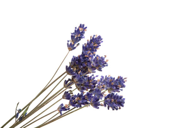 istock lavender flower isolated on the white 1345490041