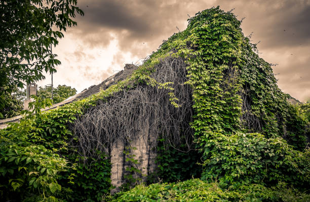 istock Vine covered abandoned house against a gloomy sky 1345490200