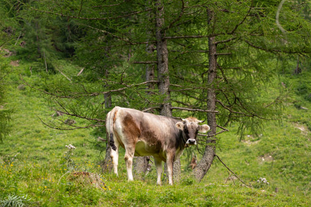 istock A curious female grey cow 1345490790