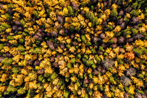 Aerial drone view over autumn forest. Colorful trees in the wood. Colourful autumn colours in forest form above, captured with a drone