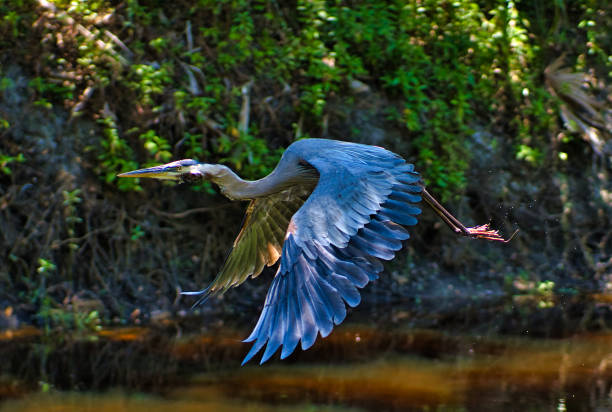 istock Great Blue Heron flying over the lake water 1345490927