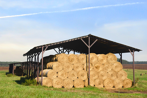 Hay storage barn in field near farm. Haystacks prepared for animal feed in winter. Stacks dry hay in hangar storage. Store hay correctly after wet weather. Straw bale wall after harvesting.