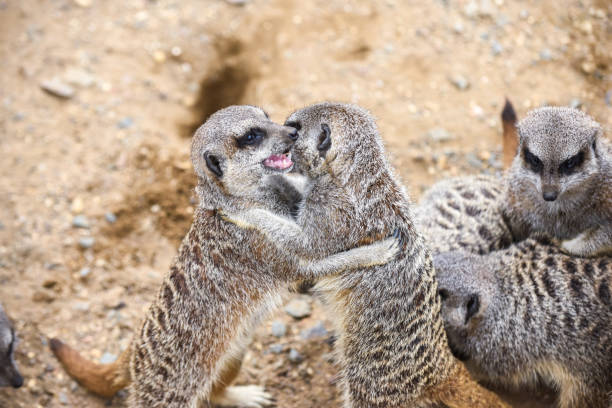 Five meerkats on log