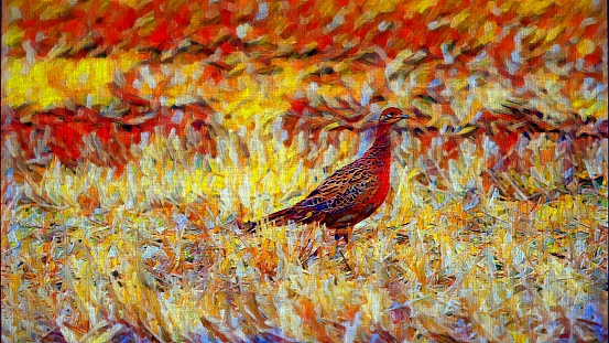 pheasant running in a field, digital brush and ink pen oil painting for canvas prints