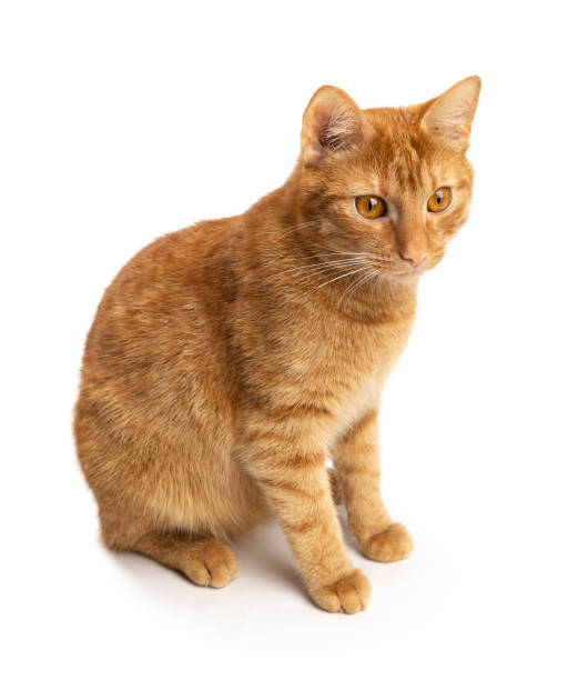 istock Portrait of ginger cat isolated on white background. 1345494228