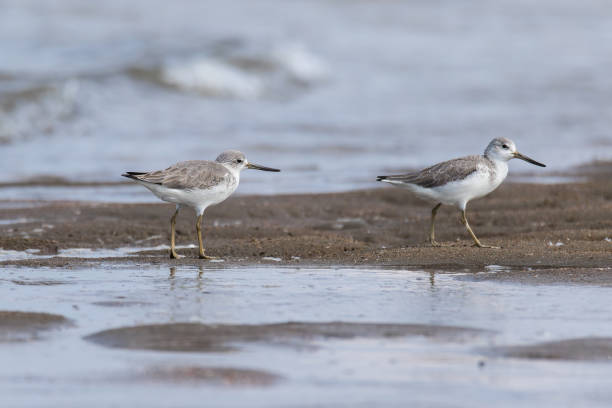 istock The globally endangered Spotted Greenshanks (Nordmann's Greenshanks) on the beach 1345494404