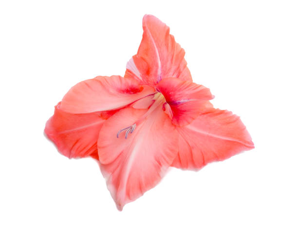 istock beautiful bright gladiolus flower isolated on white 1345497618