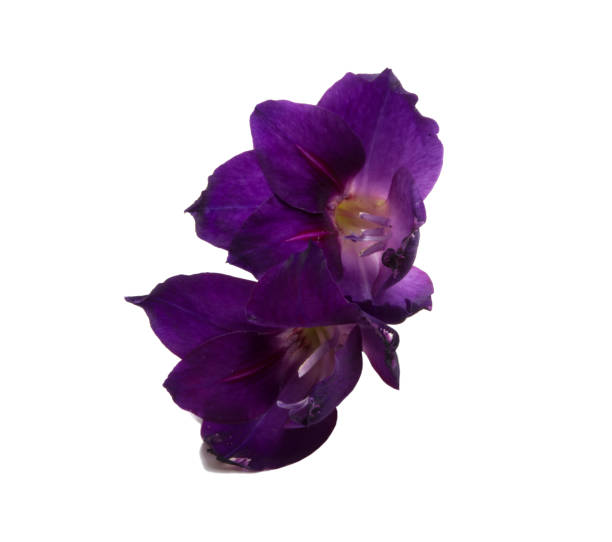 istock elegant beautiful bright gladiolus isolated on the white 1345497677
