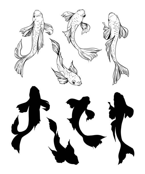 ilustrações de stock, clip art, desenhos animados e ícones de set of koi fish. hand drawn skrtch. vector illustration - carpa espelho