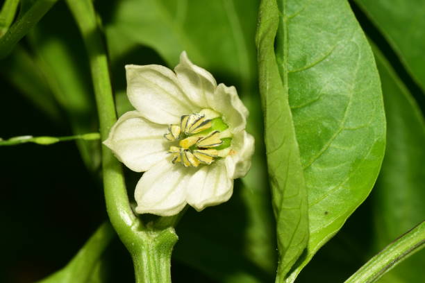 Bell pepper flowers swaying in the wind